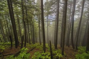 Daringbadi pine forest