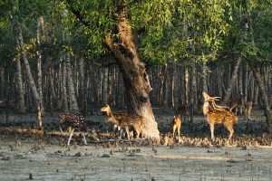 Sundarban Forest