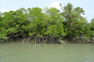 Mangrove in Sundarban