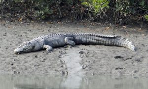 crocodile in sundarban