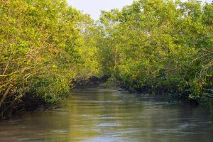 Sundarban river