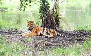 Sundarban royal bengal tiger